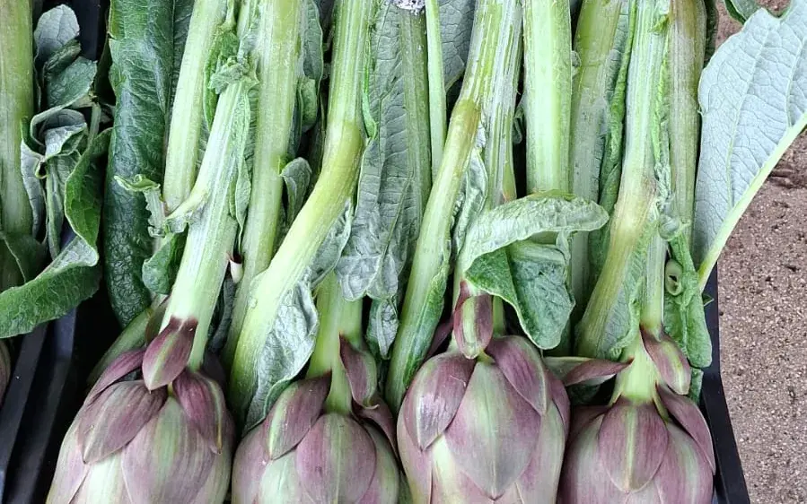Carciofi violetti con gambo e foglie, appena raccolti in cassa