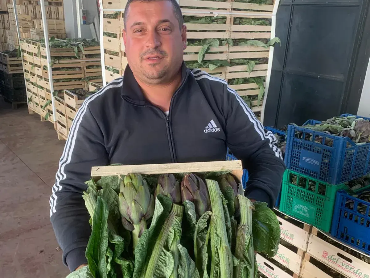 Una cassetta di carciofi pronta per la spedizione, davanti alle pedane di casse in legno