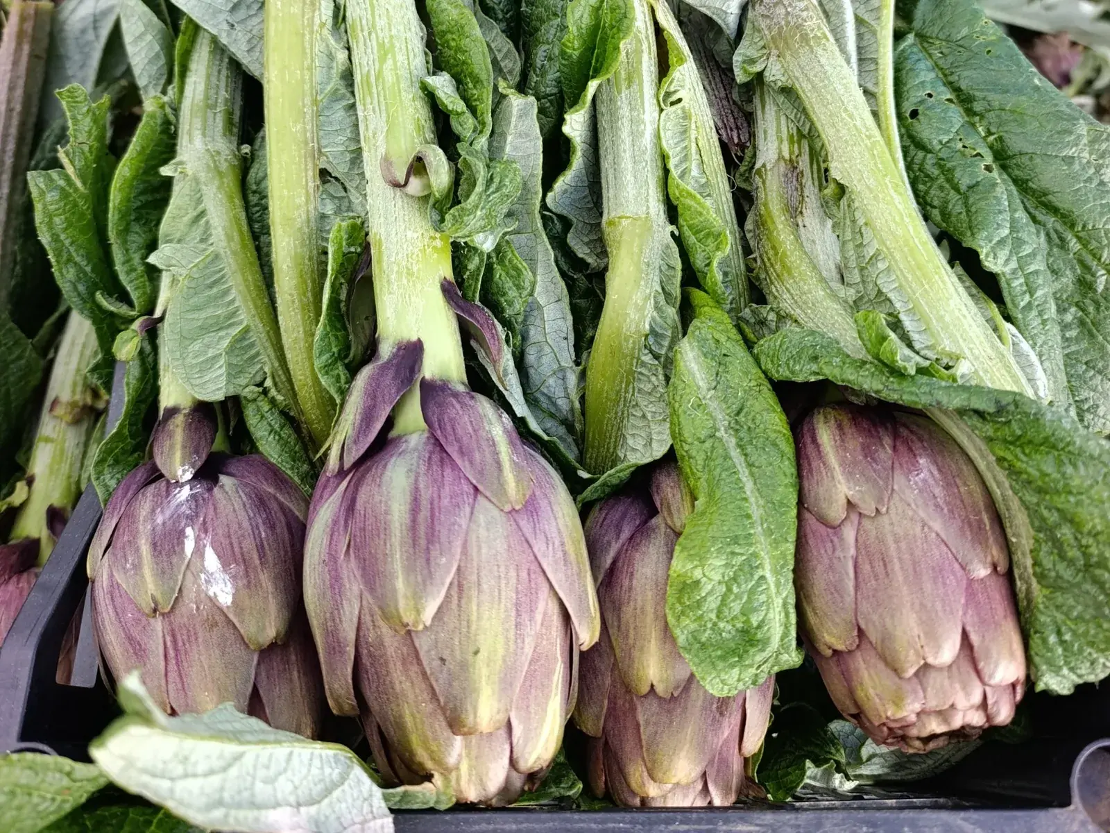 Carciofi violetti appena raccolti in una cassa, con gambo e foglie