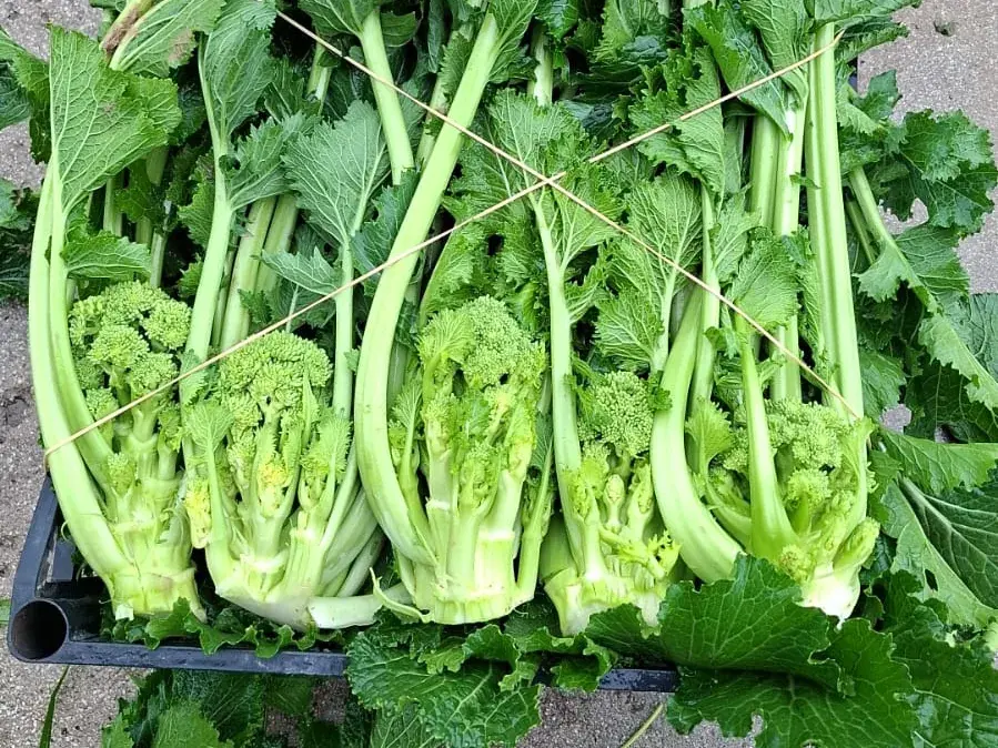 Cime di rapa legate in cassa, con le infiorescenze in vista