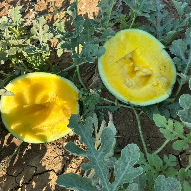 Angurie a polpa gialla aperte in campo
