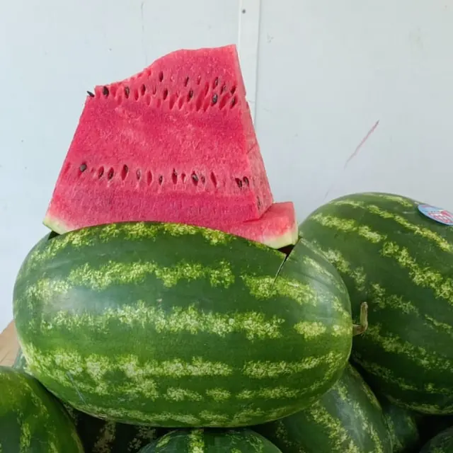 Angurie Biemme nel bins, una tagliata