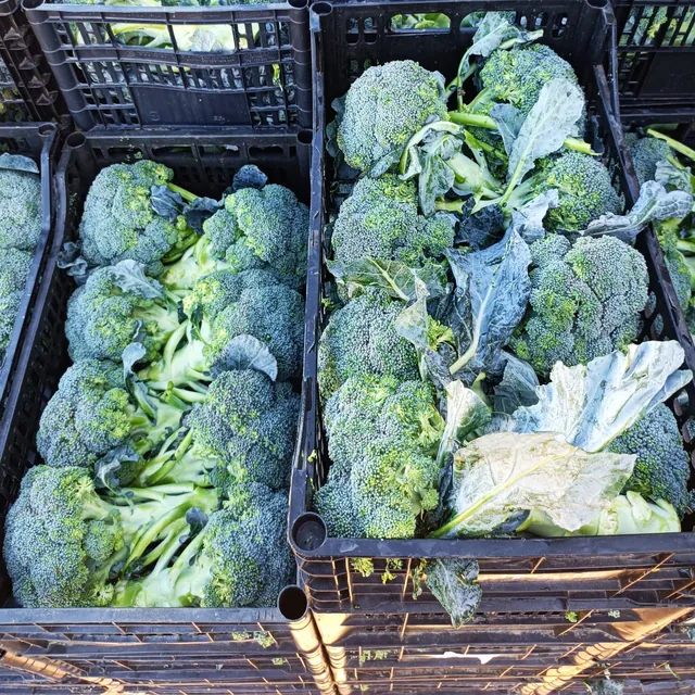 Broccoli appena raccolti nelle casse