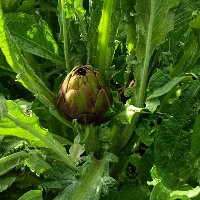 Carciofo sulla pianta in campo