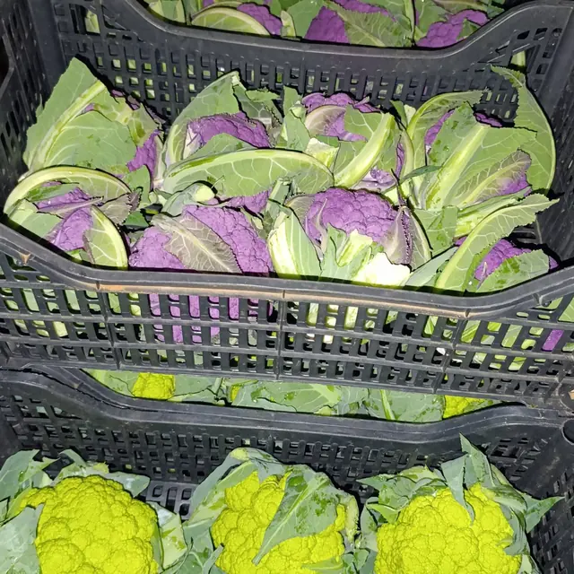 Cavolfiori viola e verdi nelle casse