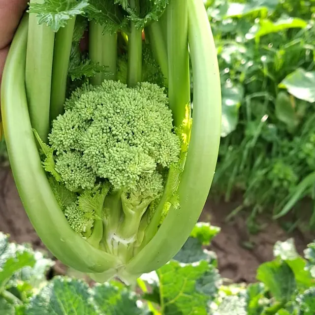 Cima di rapa appena tagliata in campo