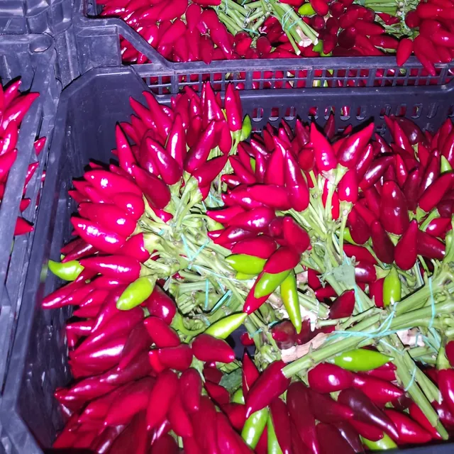 Casse di mazzi di peperoncino Guardacielo