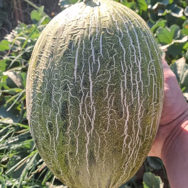 Melone verde appena raccolto